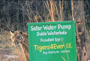 Tiger cub scent-marks Tigers4Ever Waterhole Sign