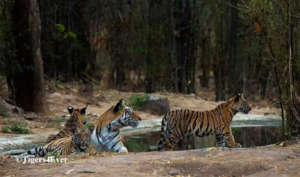 Tigress & young Cubs at A Tigers4Ever Waterhole