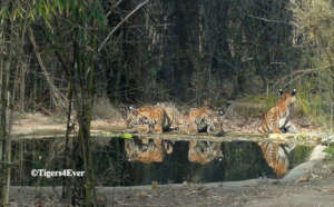 Tiger cubs at man-made waterhole