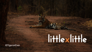 Little By Little Apr 04-08 2022 - Tiger