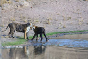 Tigress and Cub at Tigers4Ever Waterhole