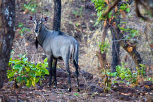 Nilgai a.k.a. Bluebull are often found near humans