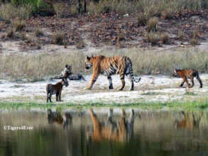 Waterholes are vital for Wild Tigers & their Cubs
