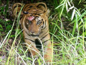 Tiger-Tiger Conflict leaves nasty Scars