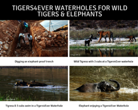 Our Waterholes Help Tigers, Cubs & Elephants too