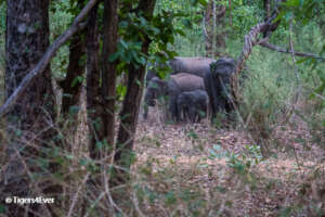 Wild Elephants present dangers too