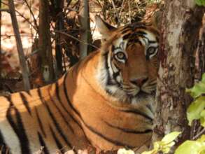 Young male Tiger watching as Tigers4Ever worked