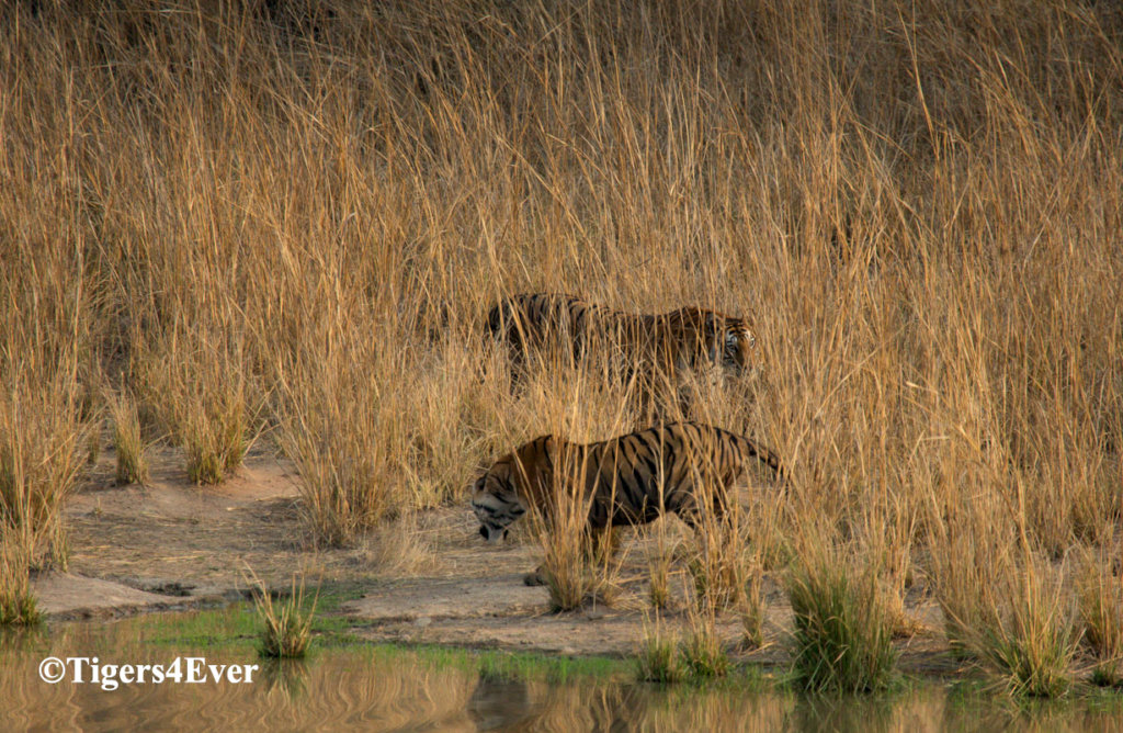 Saving Tigers & Other Wildlife
