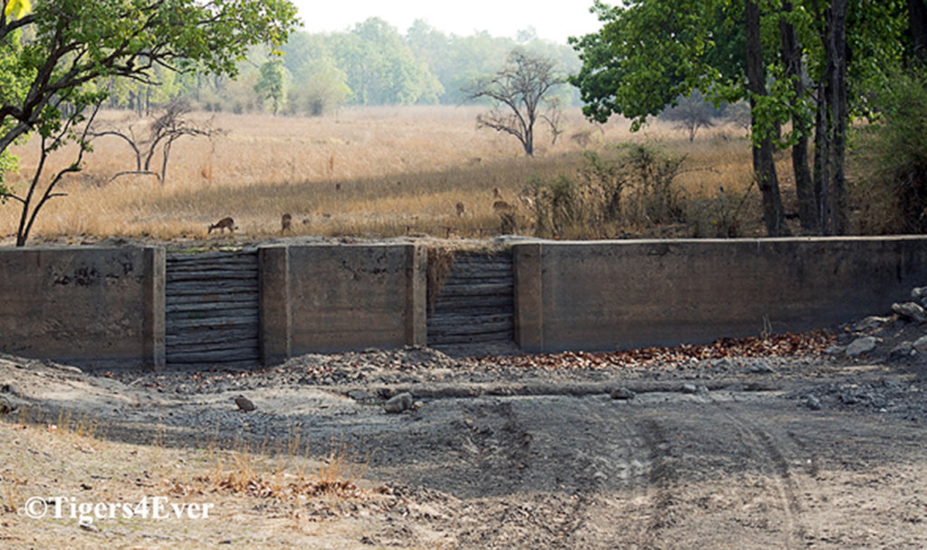 Water for Bandhavgarh's Tigers - Reducing Conflict