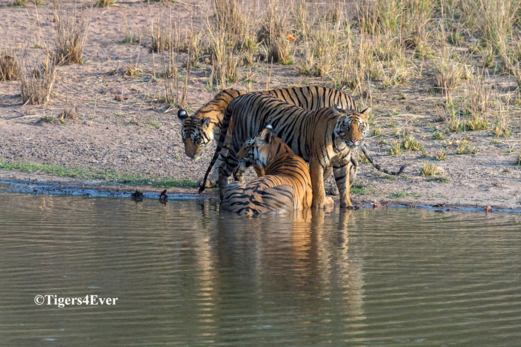 Water for Bandhavgarh's Tigers - Reducing Conflict