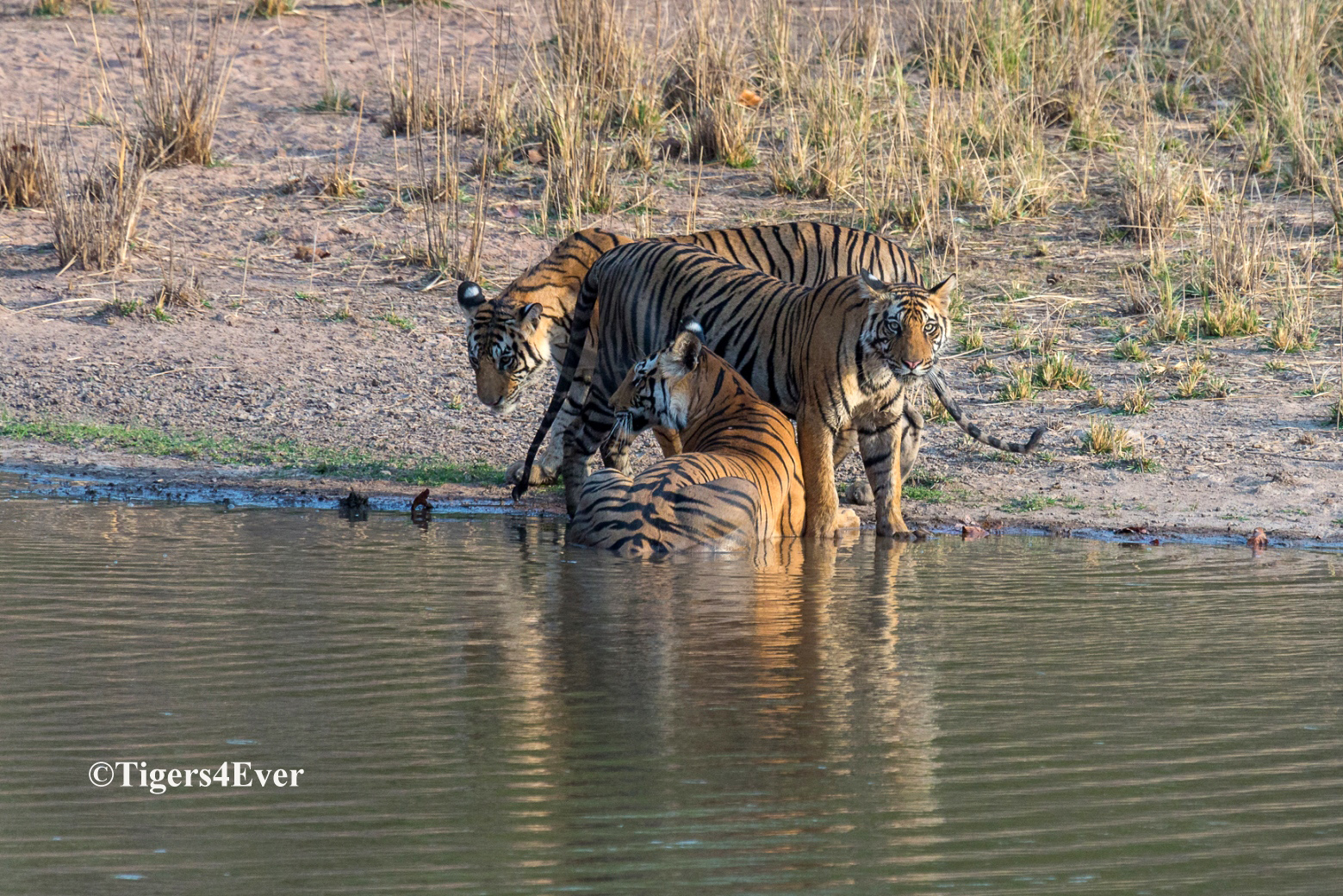 Reports on Saving Bandhavgarh's Wild Tigers from Poachers - GlobalGiving