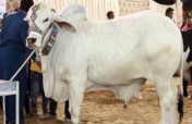 GIFT OF SACRIFICE EID ADHA 2018 FOR POOR PEOPLE