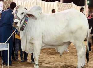 GIFT OF SACRIFICE EID ADHA 2018 FOR POOR PEOPLE
