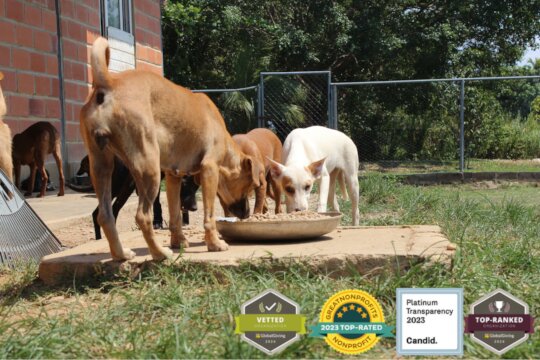 Our beautiful rescue dogs enjoying nutritious food