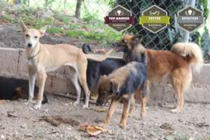 Dogs having fun at SAI-A&G