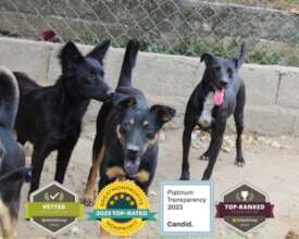 Dogs with a better life