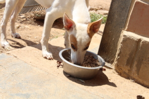 Each meal gives a better future