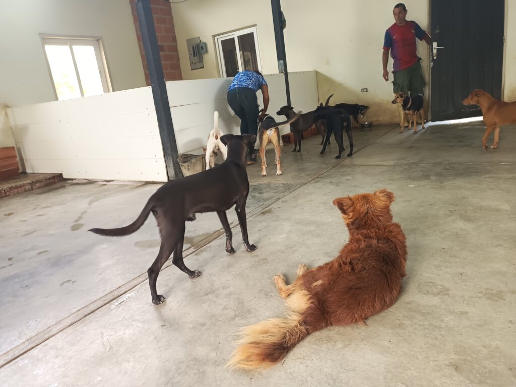 Dogs shelter SAI Venezuela-Relaxing Relaxing