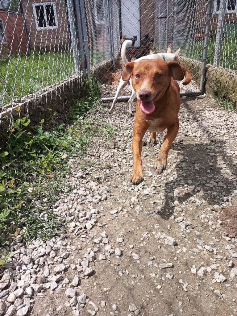 Saved dogs from SAI Medical shelter Venezuela Dogs enjoy playing in our backyard