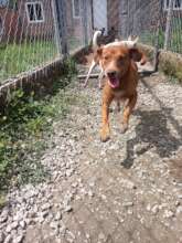 Dogs enjoy playing in our backyard