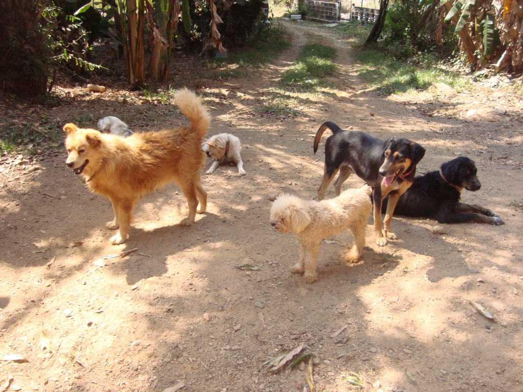 SAI Dog Shelter in Natural Habitat