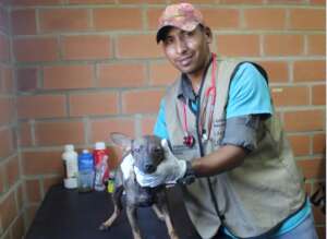 Dog receiving medical care from our vet