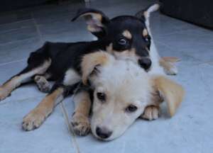 New arrival to the SAI A&G Sanctuary