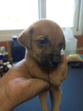 Arrival of new puppy