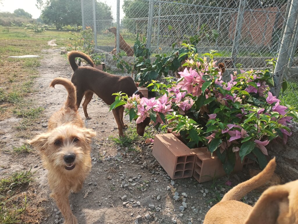 our four legged residence love the new flowers.