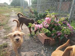 our four legged residence love the new flowers.