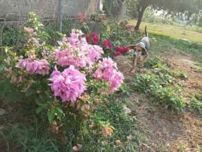 Dogs enjoying the spacious yard.