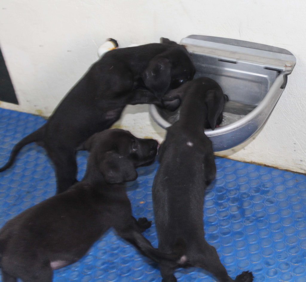 Puppies drinking from a water station.
