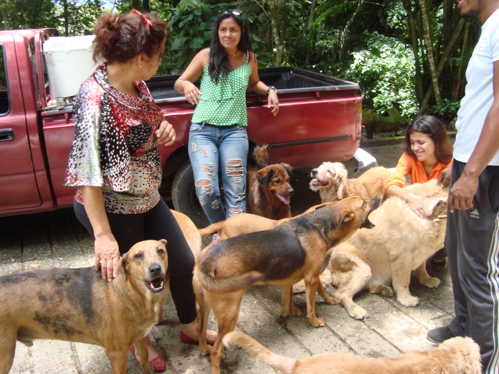 Rescued dogs enjoy free-time with SAI Volunteers