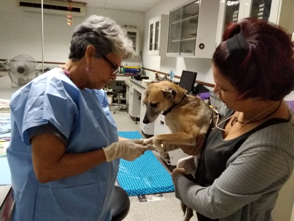 SAI Veterinarian Provides Care for Stray Dog