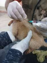 The vet is vaccinating this puppy.