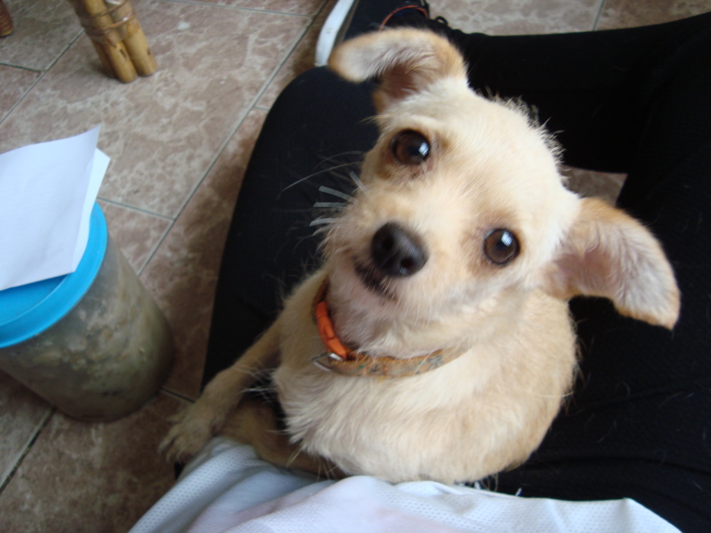 Loving Shelter Dog Says, "Please Adopt Me!"