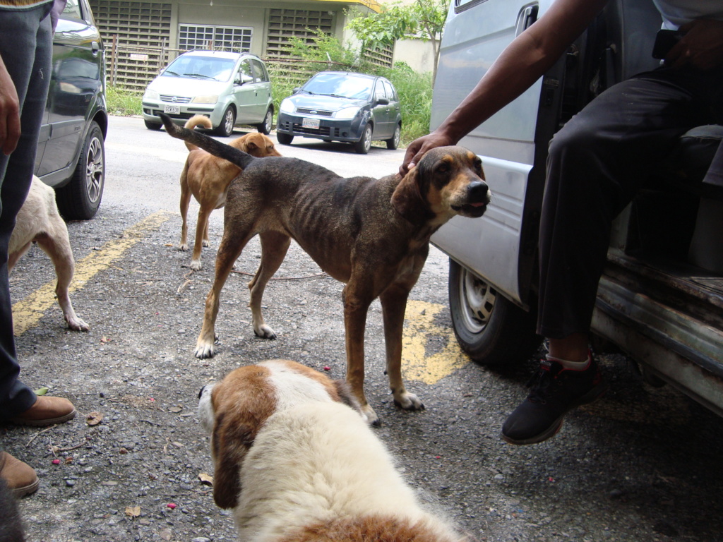 Starving Dogs Arrive at SAI Sponsored Shelter