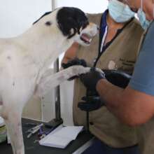Vaccinating dogs at the SAI A&G sanctuary