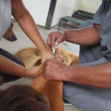 Vaccinating puppies at the SAI A&G sanctuary