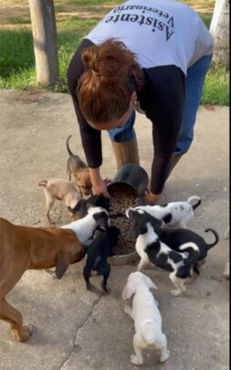 Puppies being fed