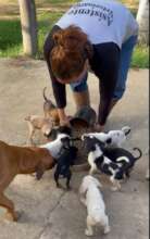 Puppies being fed