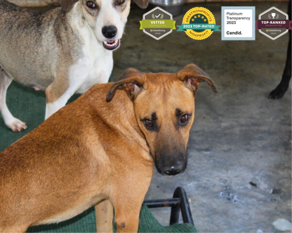 Beautiful rescued dogs