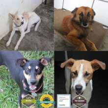 Happy dogs of SAI-A&G Sanctuary