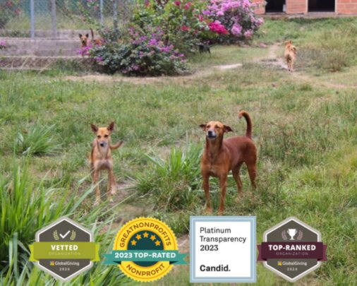 SAI Provides Shelter and Care for Rescued Dogs in Venezuela SAI (South American Initiative), a compassionate non-profit, offers refuge and essential care to rescued dogs in Venezuela. In this image, three dogs stand on a lush grassy area, enjoying a safe haven provided by SAI. Behind them, pink-flowered bushes add to the peaceful environment, reflecting the organization’s commitment to animal welfare. At the bottom, multiple badges proudly display SAI’s recognitions, including its GlobalGiving vetting, GreatNonprofits Top-Rated status, Platinum Transparency from Candid, and its GlobalGiving top-ranking—showcasing the credibility of its mission. Through generous donations and volunteer efforts, SAI continues to provide food, medical care, and loving support for animals in need.
