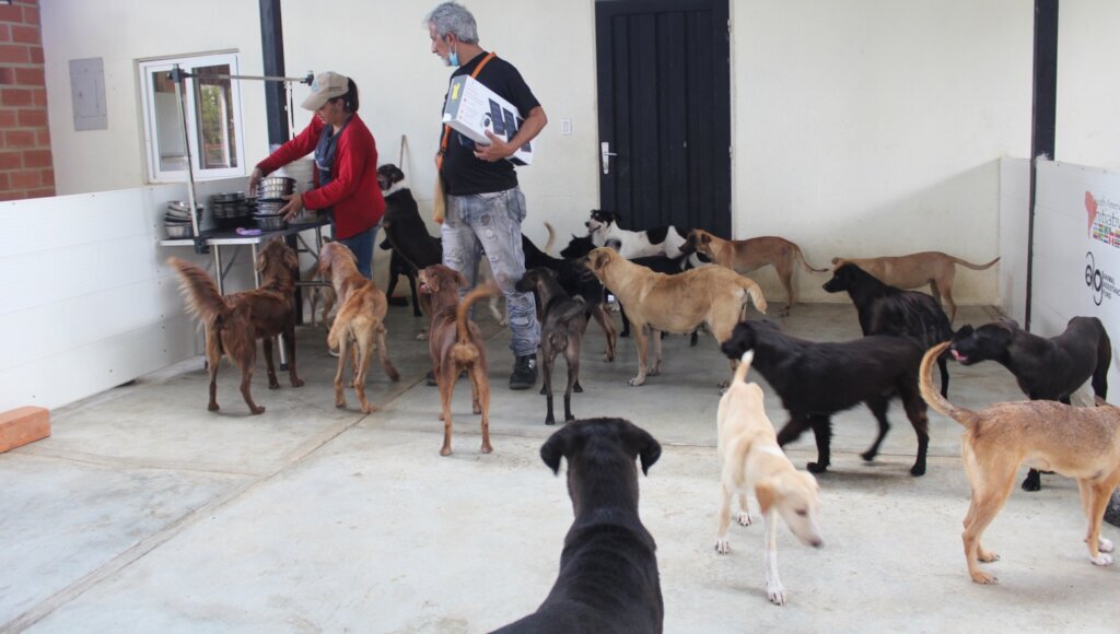 Save 125 Dogs Lives: Shelter, Food & Vet Care