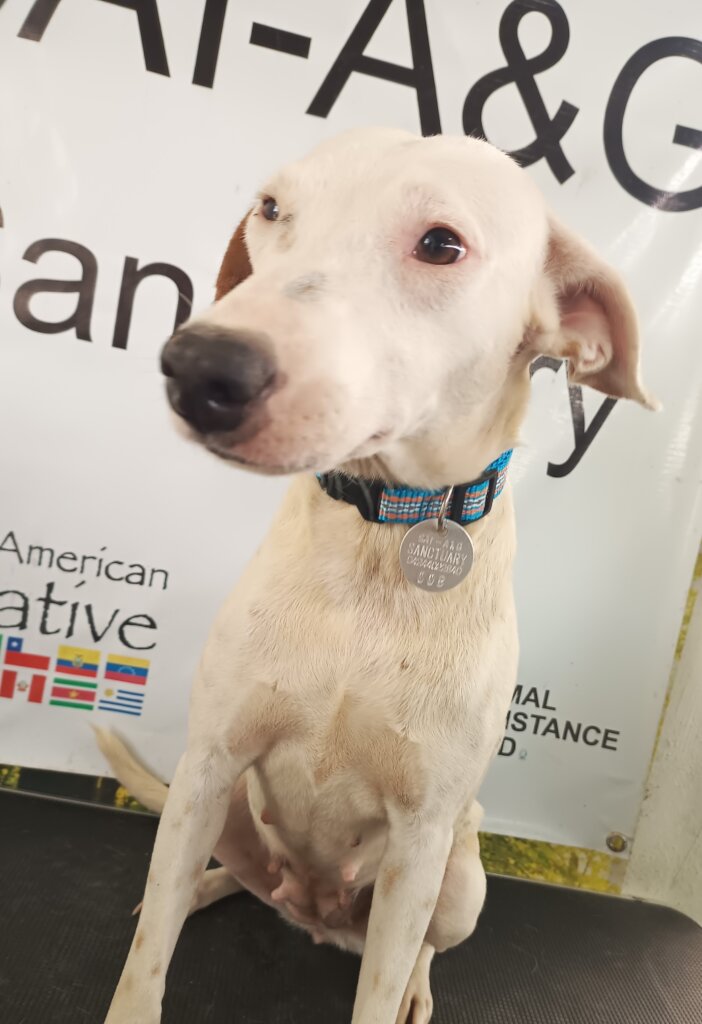 Save 125 Dogs Lives: Shelter, Food & Vet Care