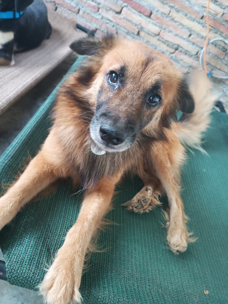 Save 125 Dogs Lives: Shelter, Food Vet Care GlobalGiving