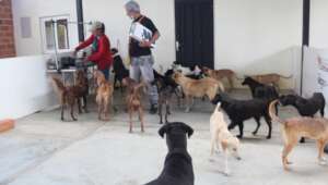 It's feeding time at the SAI-A&G Sanctuary