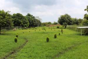We planted  trees in the backyard of the sanctuary