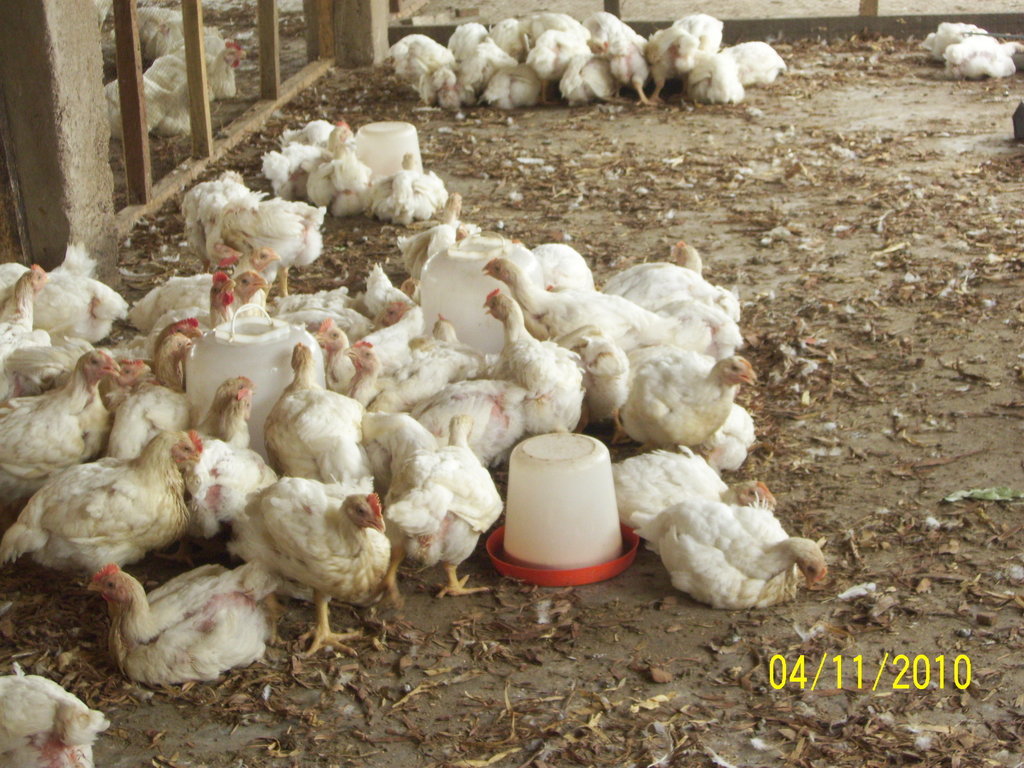 Help Women in Nigeria Become Poultry Farmers